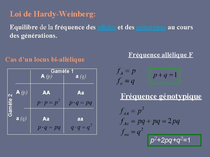 Loi de Hardy-Weinberg: Equilibre de la fréquence des allèles et des génotypes au cours