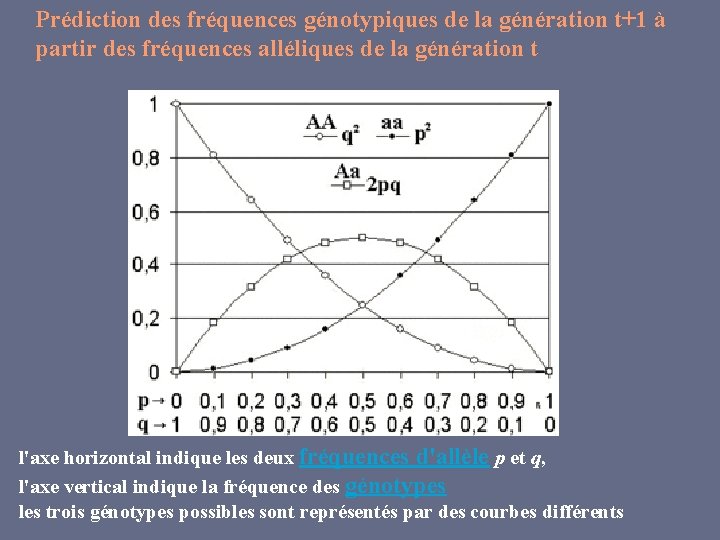 Prédiction des fréquences génotypiques de la génération t+1 à partir des fréquences alléliques de