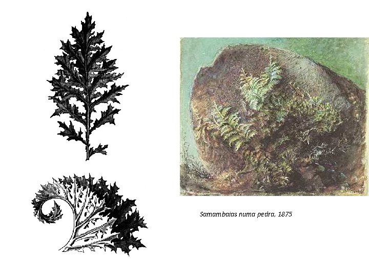 Samambaias numa pedra, 1875 