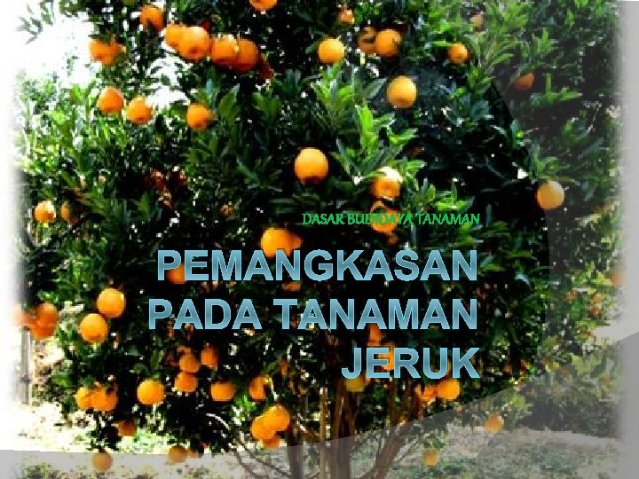 DASAR BUDIDAYA TANAMAN PEMANGKASAN PADA TANAMAN JERUK 