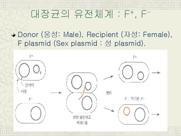 대장균의 유전체계 : F+, FDonor (웅성: Male), Recipient (자성: Female), F plasmid (Sex plasmid