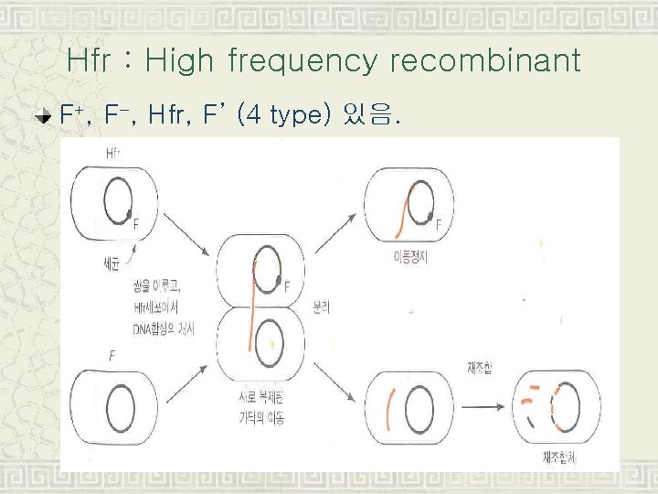 Hfr : High frequency recombinant F+, F-, Hfr, F’ (4 type) 있음. 