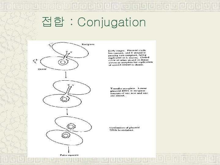 접합 : Conjugation 