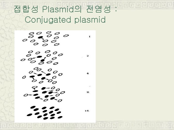 접합성 Plasmid의 전염성 : Conjugated plasmid 