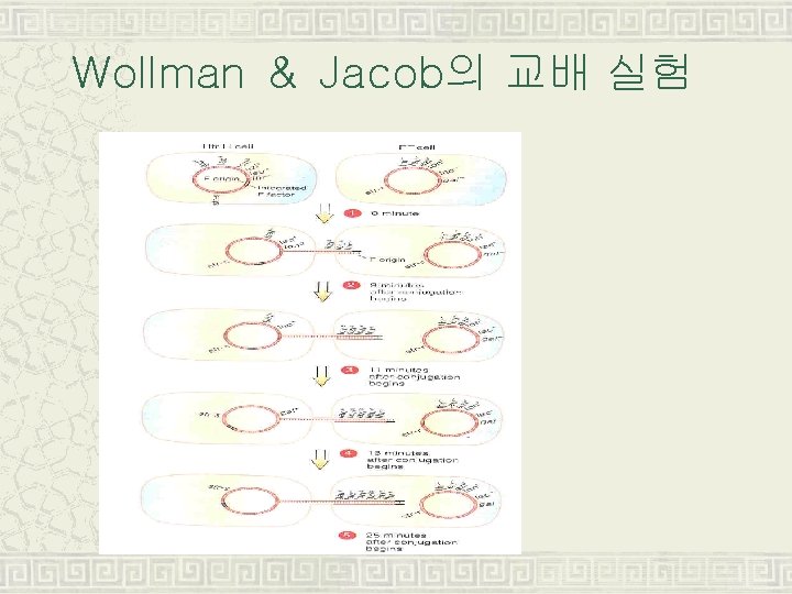 Wollman ＆ Jacob의 교배 실험 