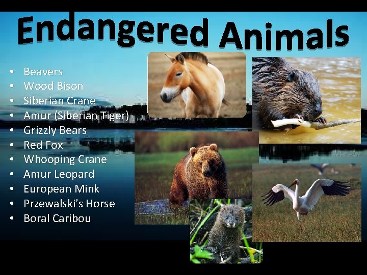  • • • Beavers Wood Bison Siberian Crane Amur (Siberian Tiger) Grizzly Bears