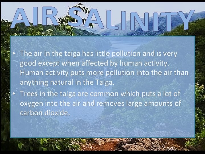  • The air in the taiga has little pollution and is very good
