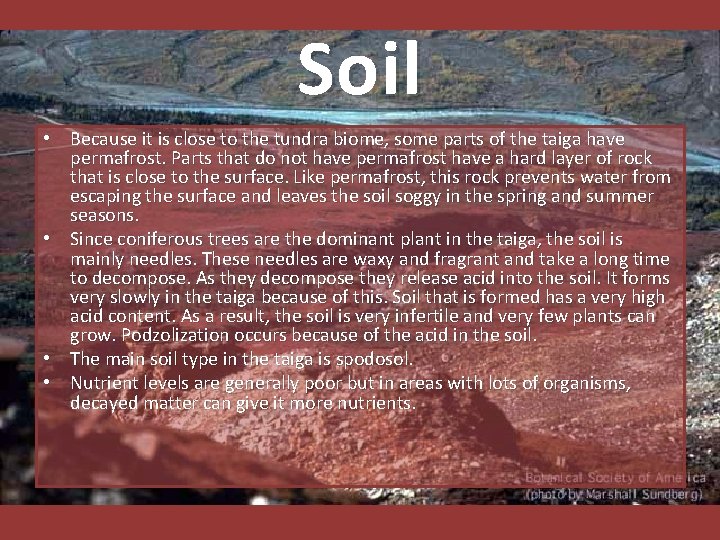 Soil • Because it is close to the tundra biome, some parts of the