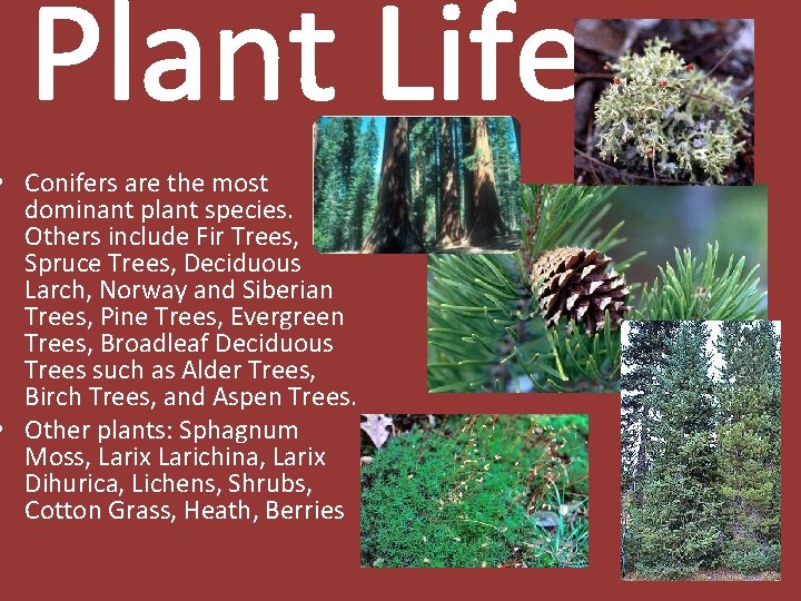  • Conifers are the most dominant plant species. Others include Fir Trees, Spruce