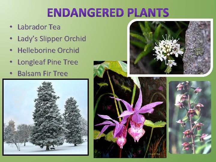  • • • Labrador Tea Lady’s Slipper Orchid Helleborine Orchid Longleaf Pine Tree