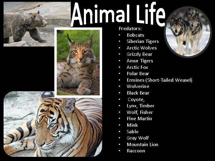 Predators: • Bobcats • Siberian Tigers • Arctic Wolves • Grizzly Bear • Amur