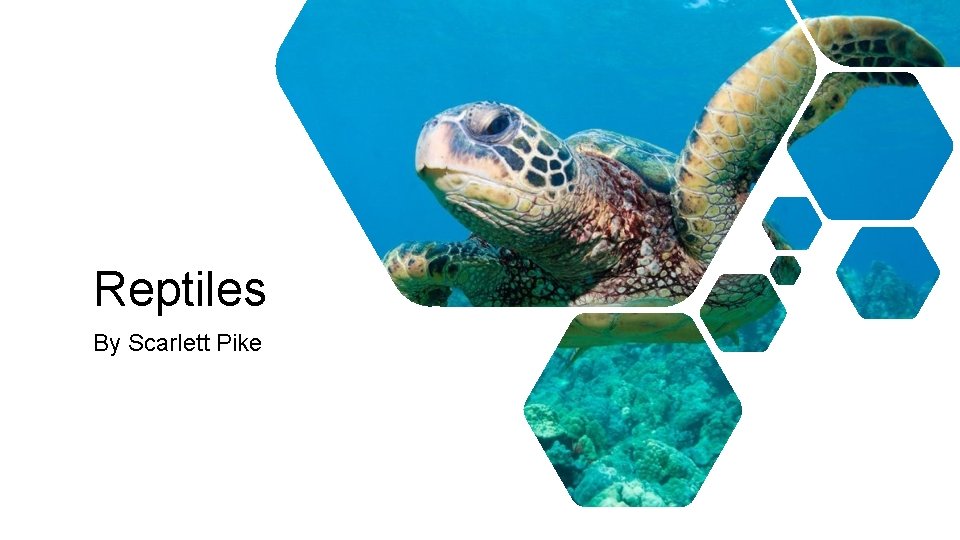 Reptiles By Scarlett Pike 
