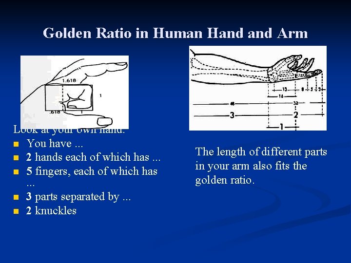 Golden Ratio in Human Hand Arm Look at your own hand: n You have.