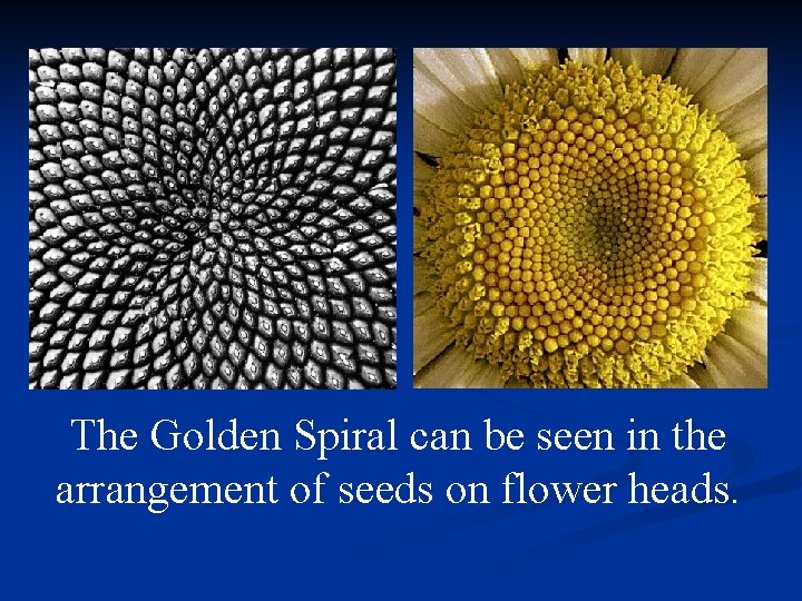The Golden Spiral can be seen in the arrangement of seeds on flower heads.