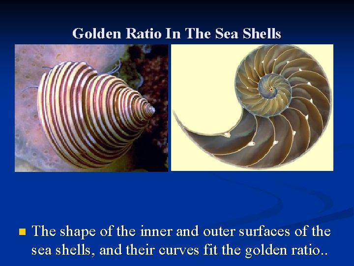 Golden Ratio In The Sea Shells n The shape of the inner and outer