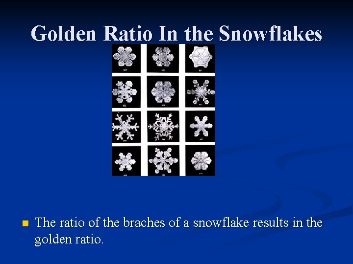 Golden Ratio In the Snowflakes n The ratio of the braches of a snowflake