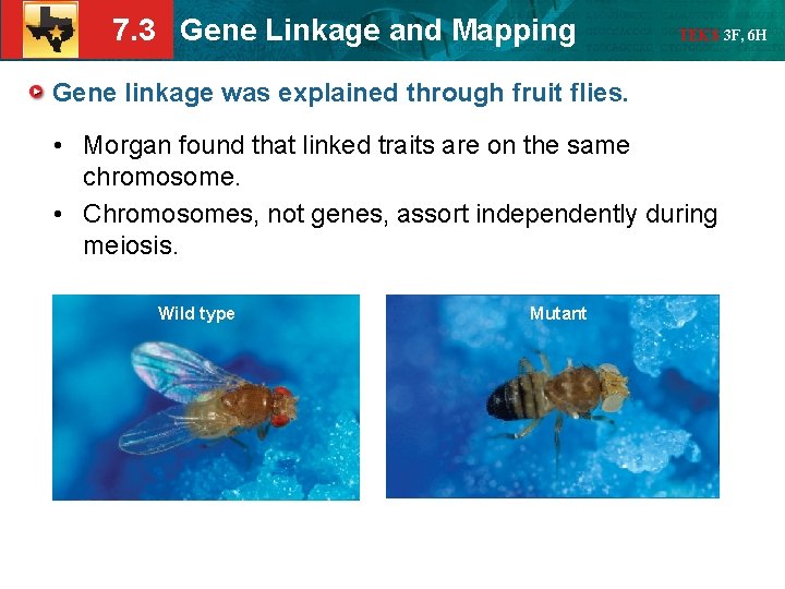 7. 3 Gene Linkage and Mapping TEKS 3 F, 6 H Gene linkage was