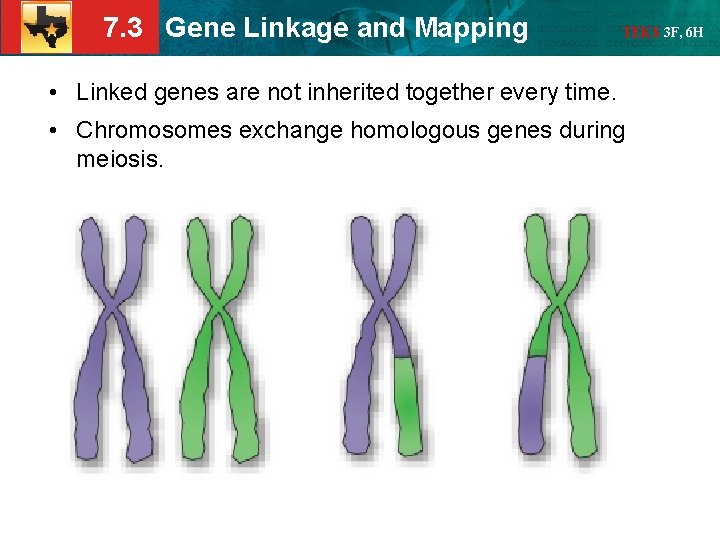 7. 3 Gene Linkage and Mapping TEKS 3 F, 6 H • Linked genes