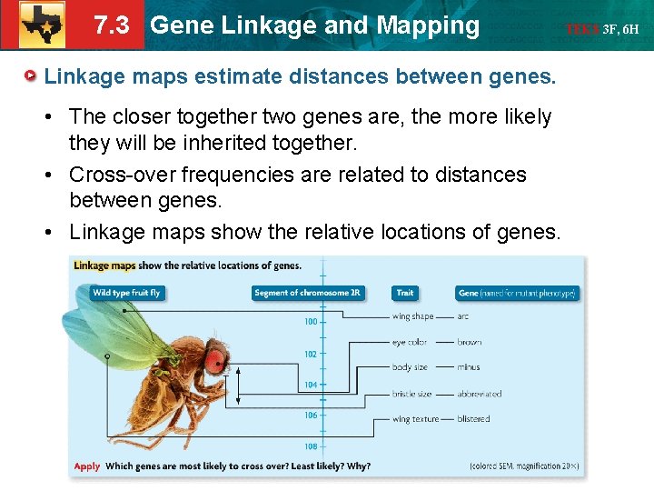 7. 3 Gene Linkage and Mapping Linkage maps estimate distances between genes. • The
