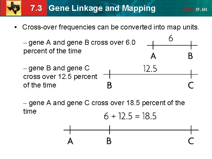 7. 3 Gene Linkage and Mapping TEKS 3 F, 6 H • Cross-over frequencies
