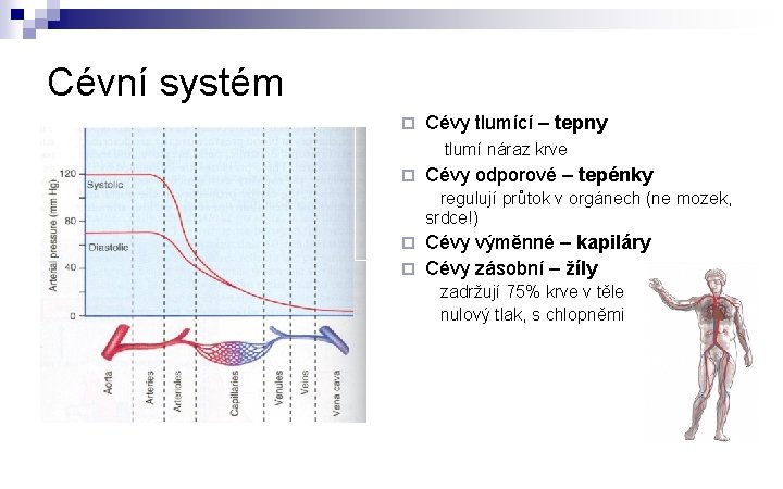 Cévní systém ¨ Cévy tlumící – tepny tlumí náraz krve ¨ Cévy odporové –