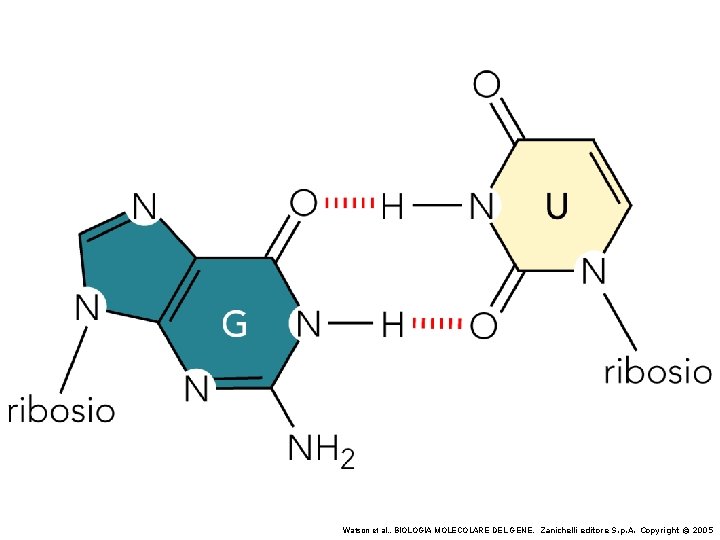 Watson et al. , BIOLOGIA MOLECOLARE DEL GENE, Zanichelli editore S. p. A. Copyright