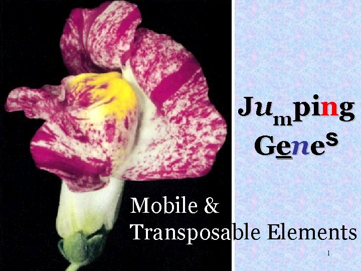 Jumping s Ge n e Mobile & Transposable Elements 1 
