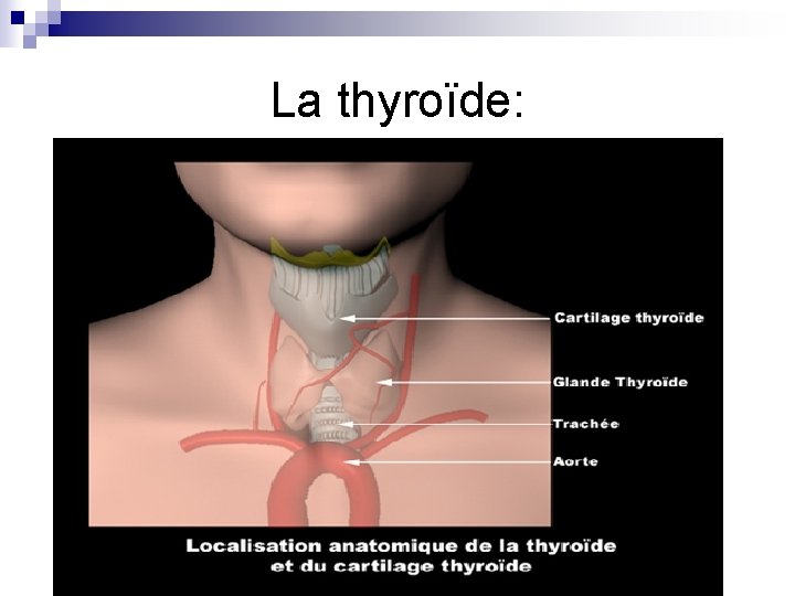 La thyroïde: 