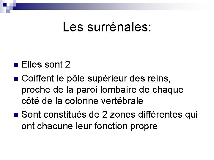 Les surrénales: Elles sont 2 n Coiffent le pôle supérieur des reins, proche de