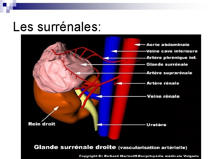 Les surrénales: 