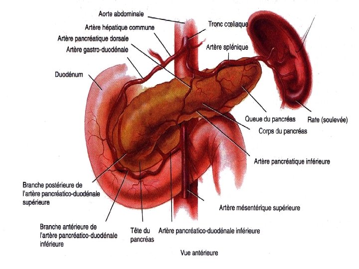 Le pancréas: Situé dans l’abdomen n C’est un annexe du tube digestif n 
