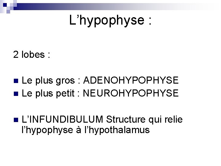 L’hypophyse : 2 lobes : Le plus gros : ADENOHYPOPHYSE n Le plus petit