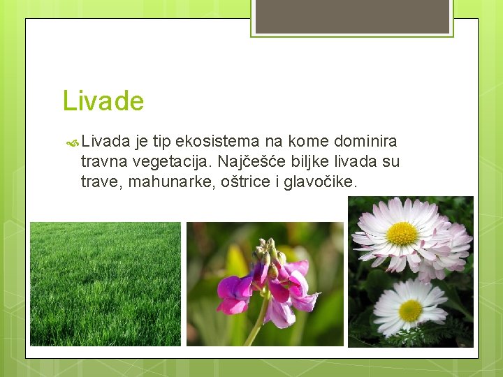 Livade Livada je tip ekosistema na kome dominira travna vegetacija. Najčešće biljke livada su