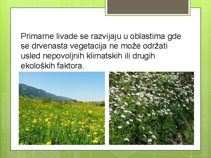 Primarne livade se razvijaju u oblastima gde se drvenasta vegetacija ne može održati usled