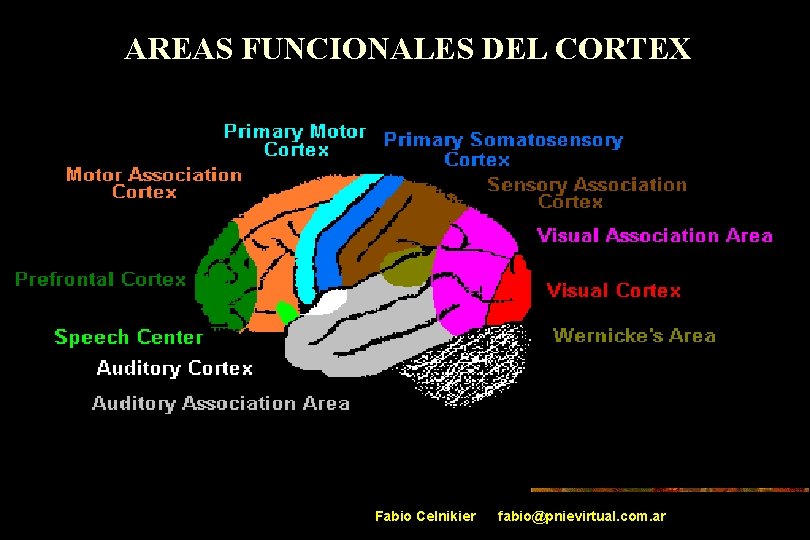 AREAS FUNCIONALES DEL CORTEX Fabio Celnikier fabio@pnievirtual. com. ar 