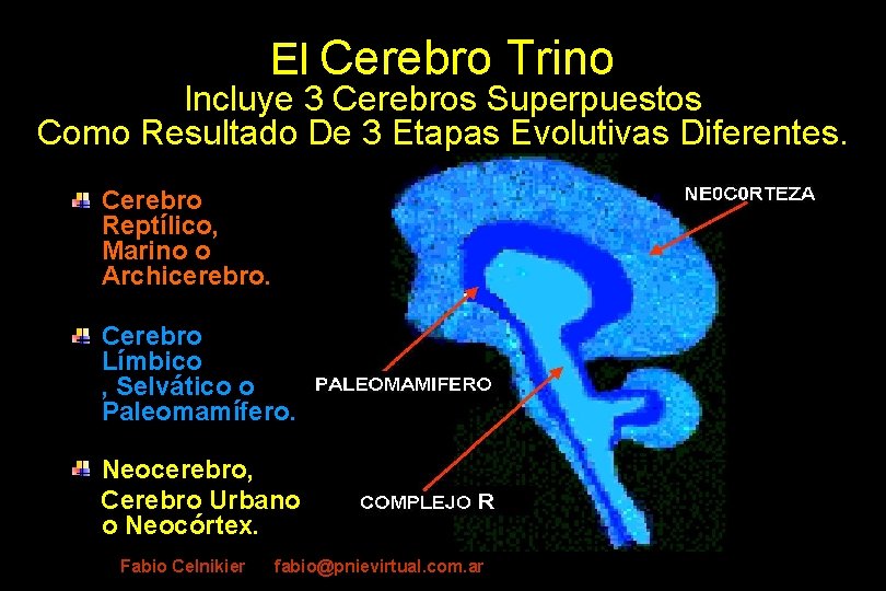 El Cerebro Trino Incluye 3 Cerebros Superpuestos Como Resultado De 3 Etapas Evolutivas Diferentes.