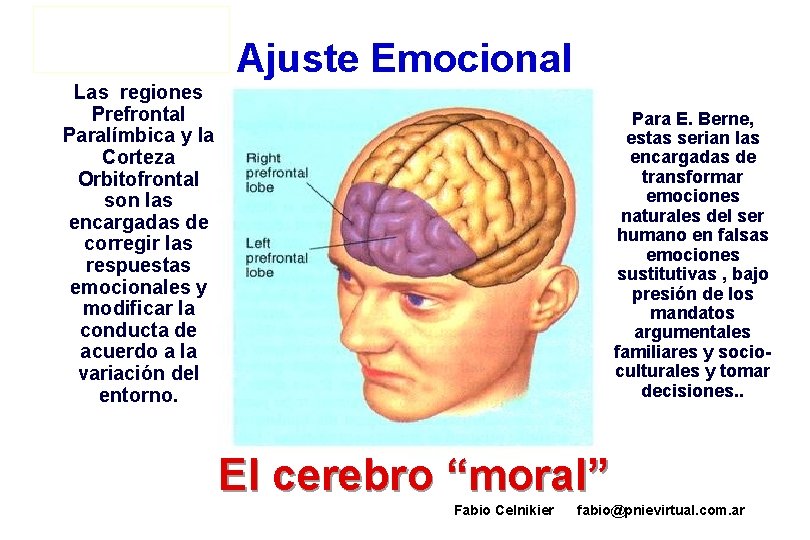 Ajuste Emocional Las regiones Prefrontal Paralímbica y la Corteza Orbitofrontal son las encargadas de