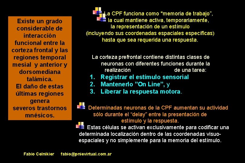  La CPF funciona como "memoria de trabajo”, la cual mantiene activa, temporariamente, la