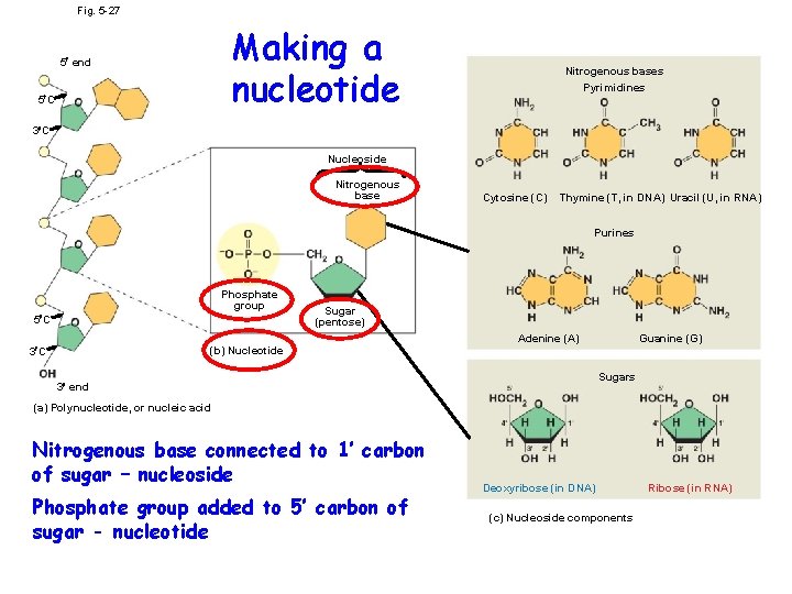 Fig. 5 -27 Making a nucleotide 5 end 5 C Nitrogenous bases Pyrimidines 3