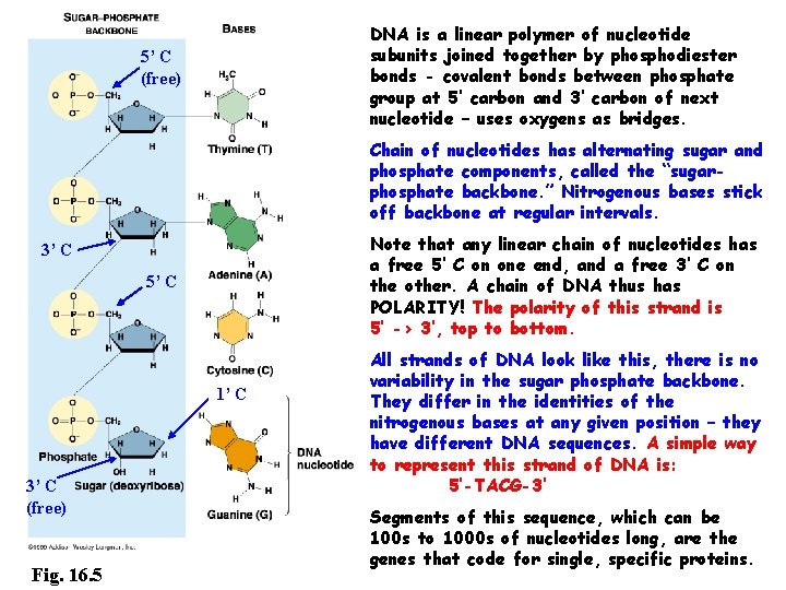 DNA is a linear polymer of nucleotide subunits joined together by phosphodiester bonds -