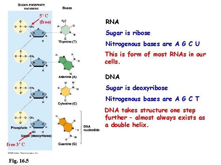 5’ C (free) RNA Sugar is ribose Nitrogenous bases are A G C U 5’ C (free) RNA Sugar is ribose Nitrogenous bases are A G C U