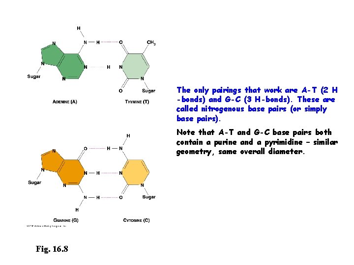 The only pairings that work are A-T (2 H -bonds) and G-C (3 H-bonds).