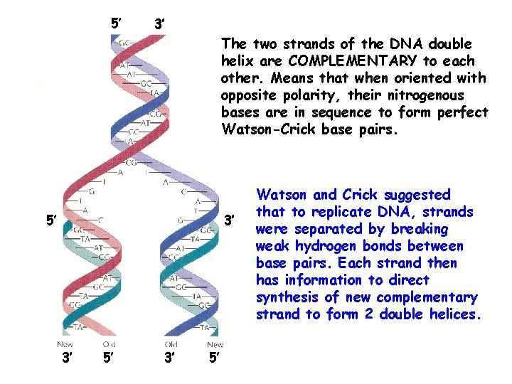5’ 3’ The two strands of the DNA double helix are COMPLEMENTARY to each 5’ 3’ The two strands of the DNA double helix are COMPLEMENTARY to each