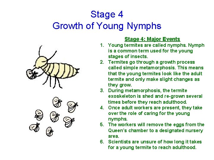 Stage 4 Growth of Young Nymphs Stage 4: Major Events 1. Young termites are