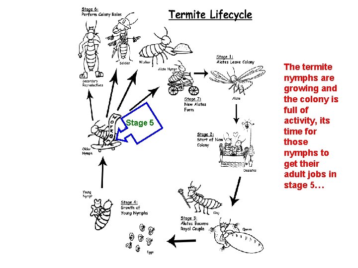 Stage 5 The termite nymphs are growing and the colony is full of activity,