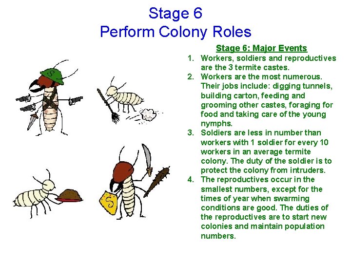 Stage 6 Perform Colony Roles Stage 6: Major Events 1. Workers, soldiers and reproductives
