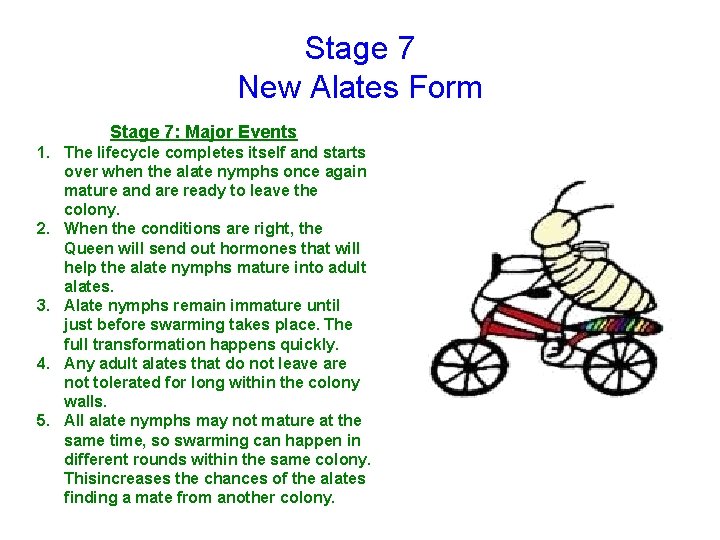 Stage 7 New Alates Form Stage 7: Major Events 1. The lifecycle completes itself