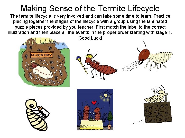 Making Sense of the Termite Lifecycle The termite lifecycle is very involved and can