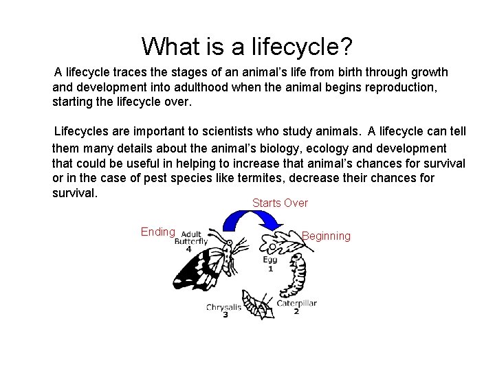 What is a lifecycle? A lifecycle traces the stages of an animal’s life from