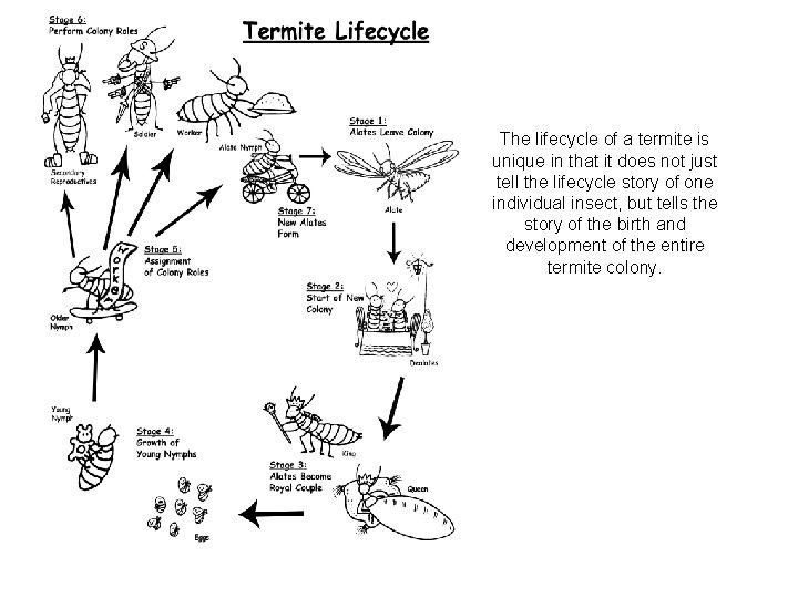The lifecycle of a termite is unique in that it does not just tell